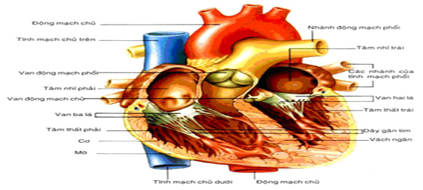 Các loại bệnh tim mạch